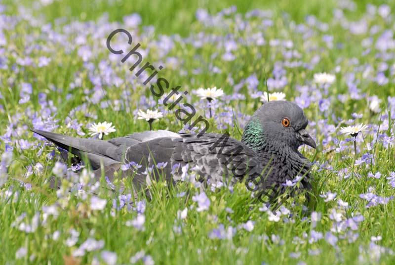 pigeon 12