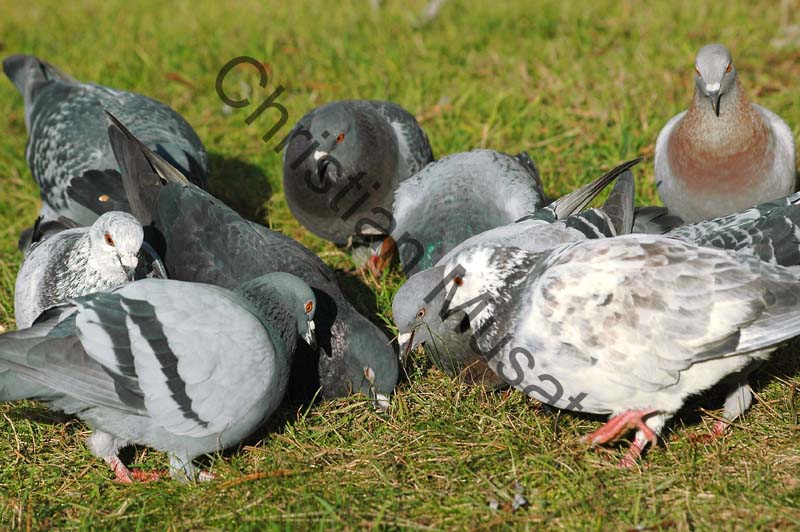 pigeon 13