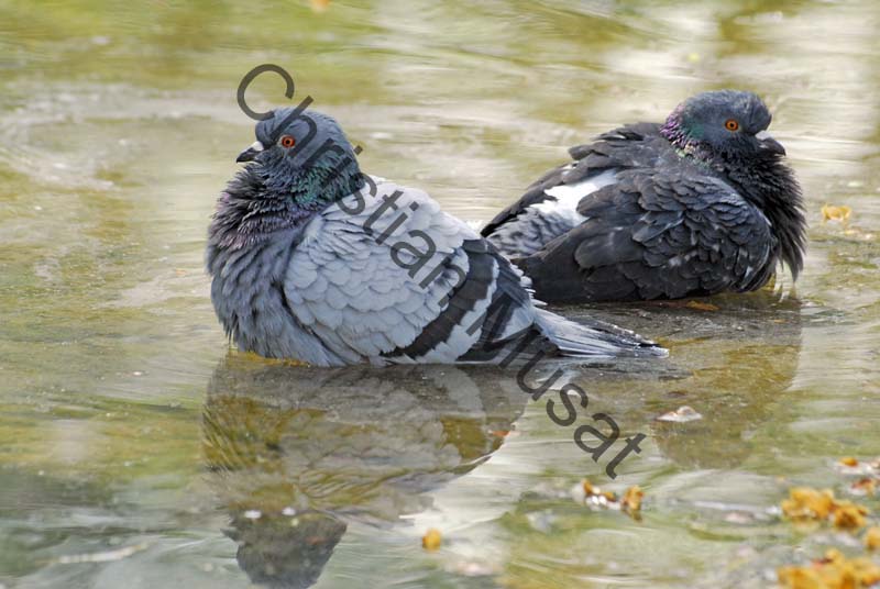 pigeon 16