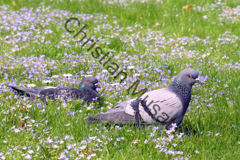 pigeon 18