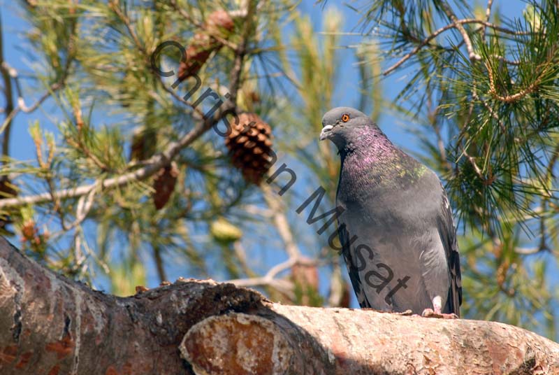 pigeon 22