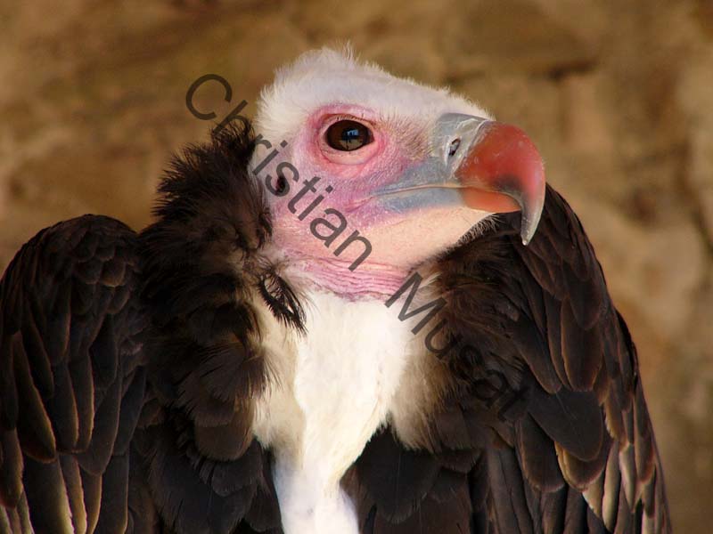 vautour 001