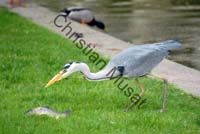 heron carpe 02