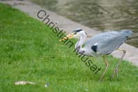 heron carpe 03