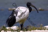 ibis 001