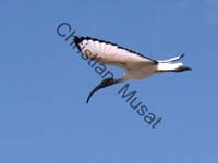 ibis en vol 001