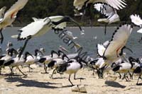 ibis envol 01