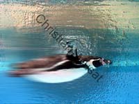 manchot glace 001