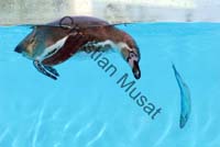 manchot poisson 01
