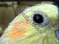 oeil perruche 01
