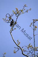 oiseau sur branche 01