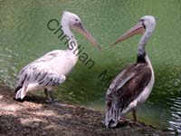 pelican 003