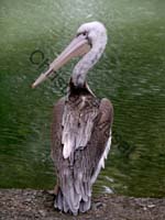 pelican 004