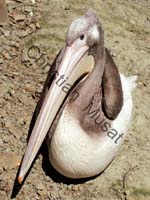 pelican 005