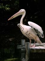 pelican 009