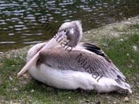 pelican 010