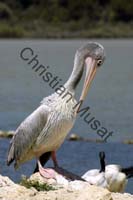 pelican 011