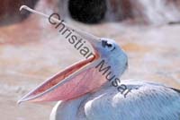 pelican 012