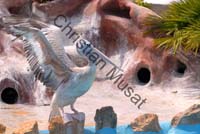 pelican 014