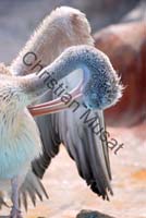 pelican 015