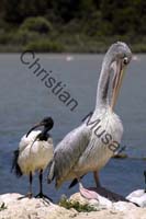 pelican ibis  002