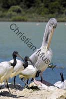 pelican ibis 001