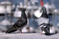 pigeon 001