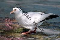 pigeon 002