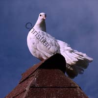 pigeon 003