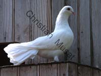 pigeon 004
