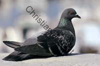 pigeon 007
