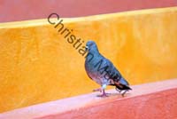 pigeon 023