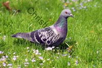 pigeon 09