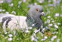 pigeon 11