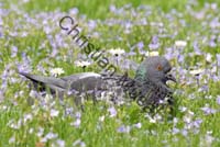 pigeon 12