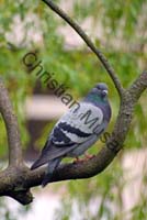 pigeon 14