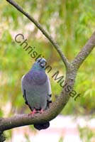 pigeon 15