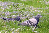pigeon 18