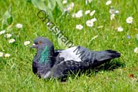 pigeon 19