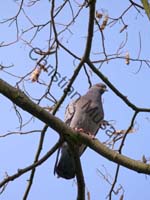 pigeon 21