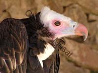 vautour 002