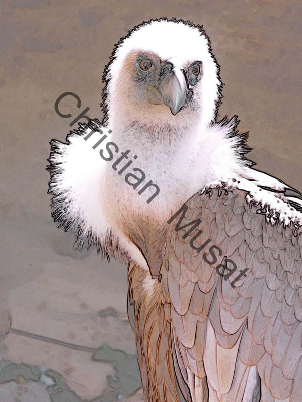 aigle effet 002