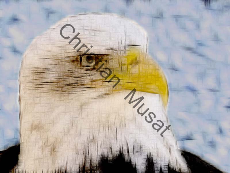 aigle effet 003