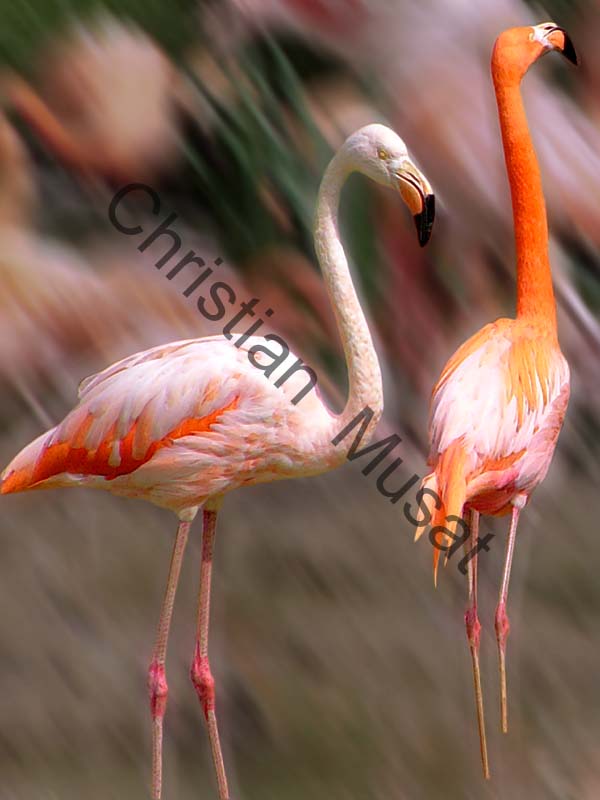flamant effet 001