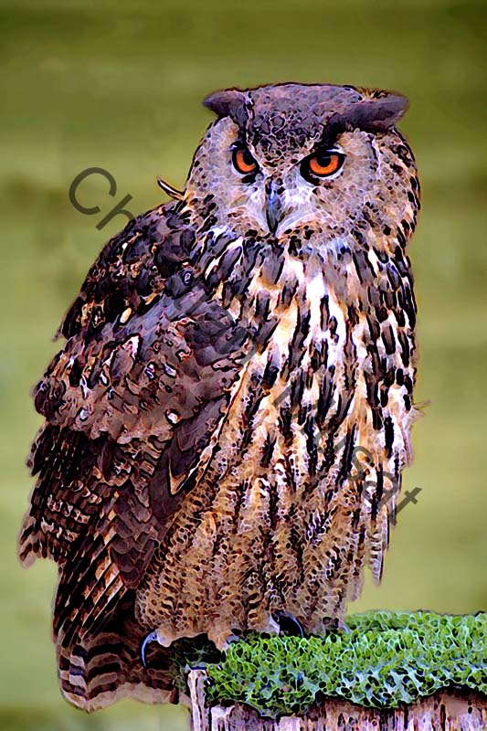 hibou effet 001
