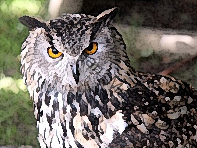 hibou effet 002