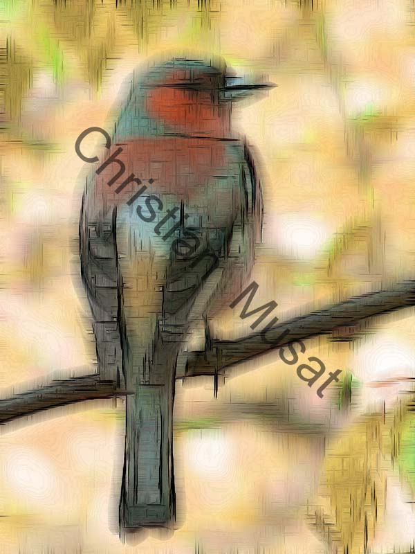 impression 142