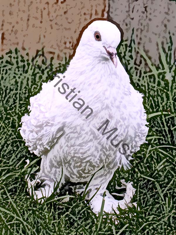 pigeon effet 001