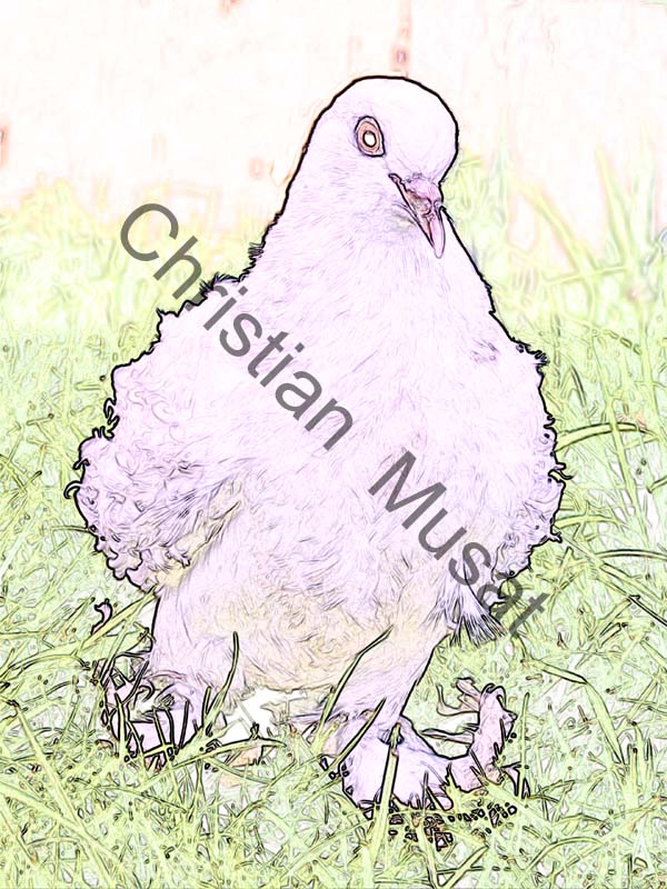 pigeon effet 002