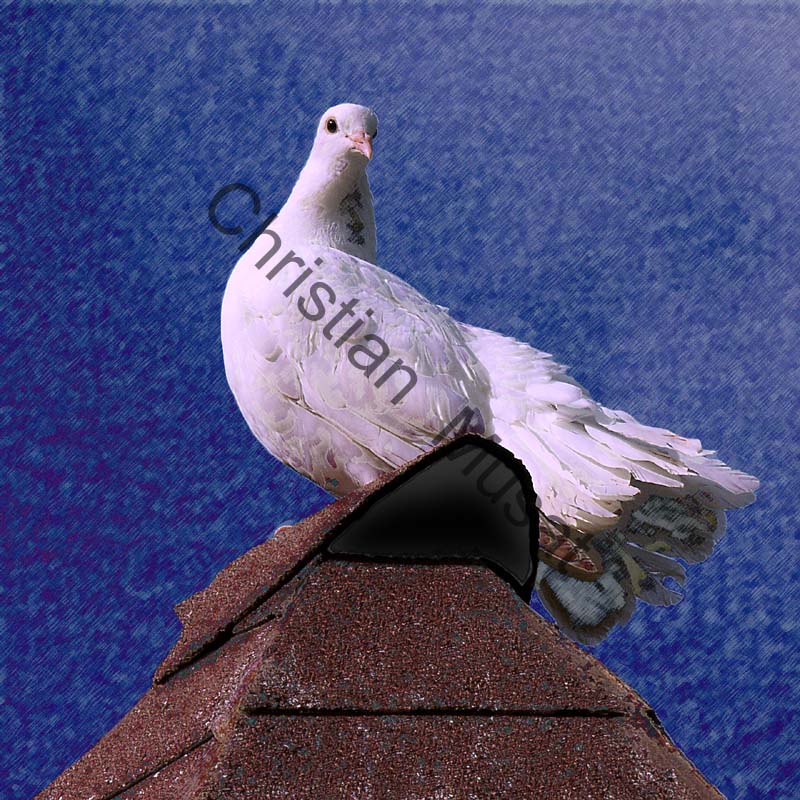 pigeon effet 003